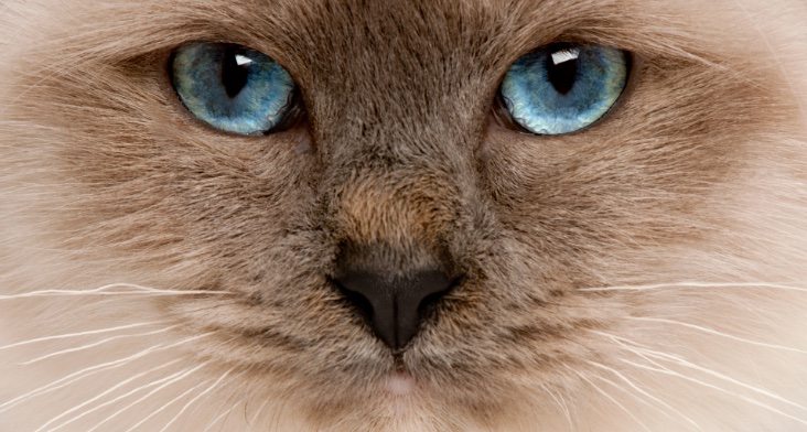 Encuentra todo para tu mascota, obtén 25% de dto. en el total de la compra online. ¡Si eres uno de los 10 primeros usuarios nuevos en redimir el código tendrás una membresía anual gratis!
