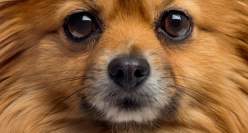 Queremos que tengas más momentos peludos, encuentra todo para tu mascota con 20% de dto. en el total de la compra.