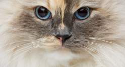 Encuentra todo para tu mascota: concentrados, húmedos, barf, snacks, juguetes, camas, plaquitas y más, pide con 30% de dto. en el total de la compra si eres usuarios nuevo.
